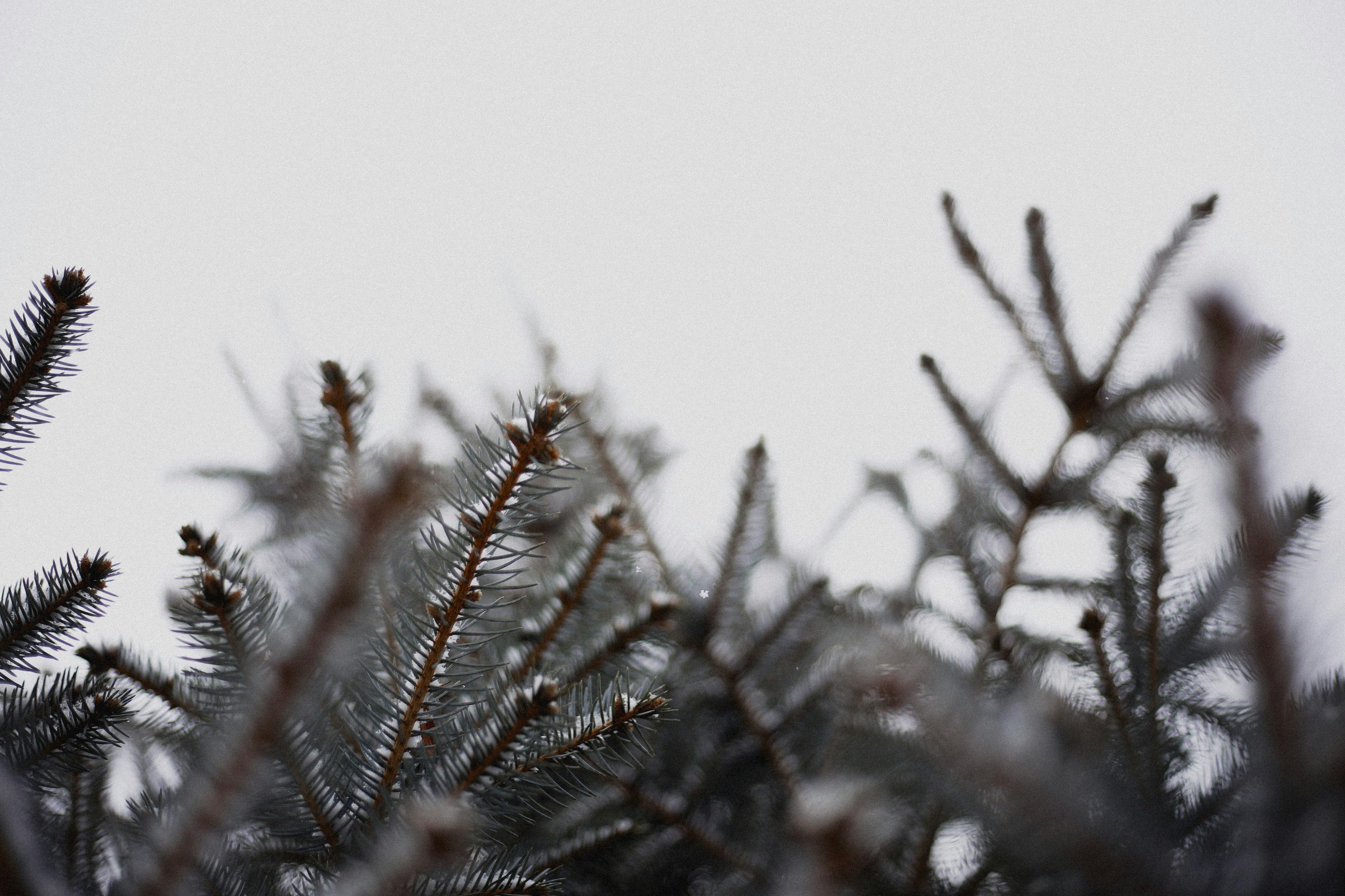 black withered tree